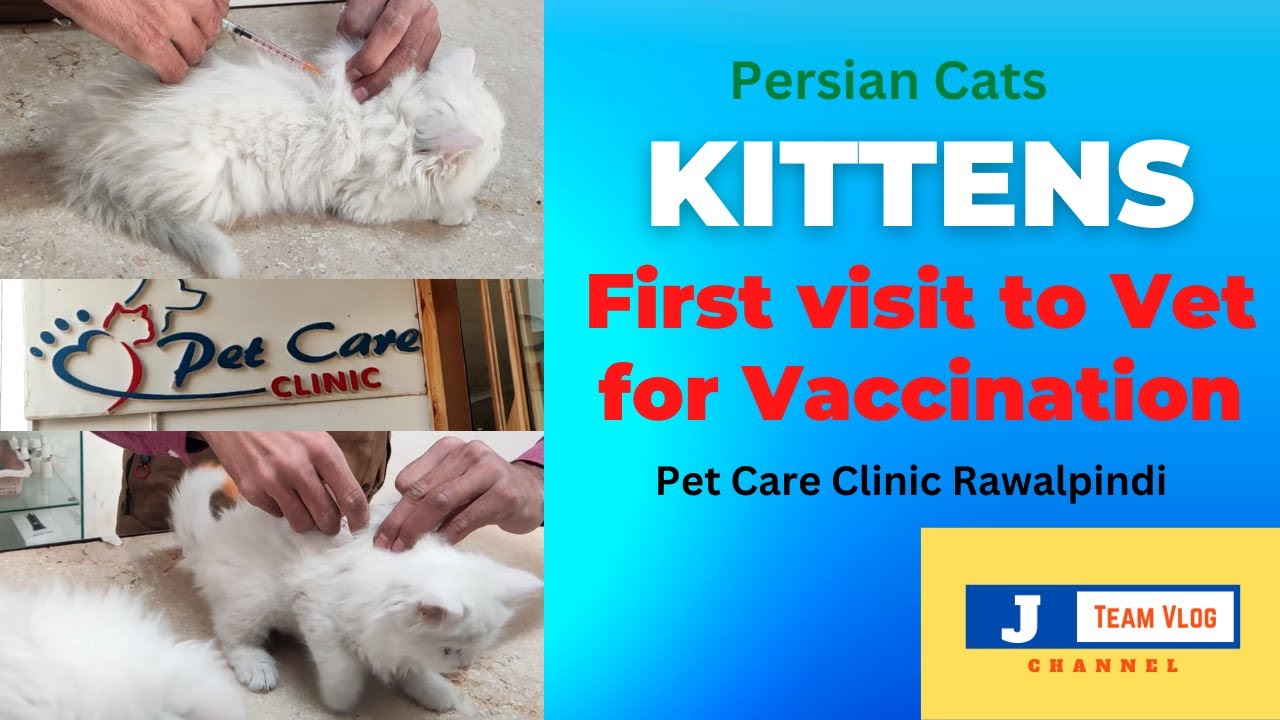 Kittens vaccination, Kittens Get Their Vaccines, Kittens First Visit to