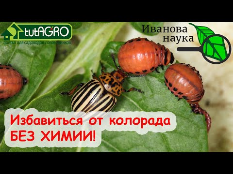 Хватит напрягаться! Сделайте так и забудете о колорадском жуке. Картофель будет очень вкусный!