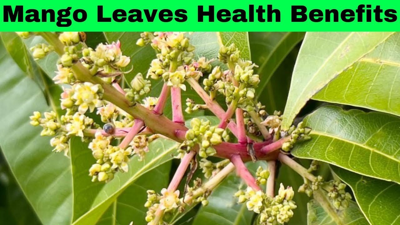 Mango Leaves Health Benefits