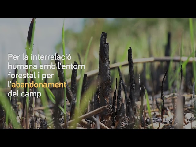 Dia Mundial de la Lluita contra la desertificació i la sequera