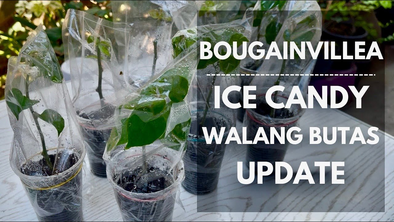 ICE CANDY SA BOUGAINVILLEA AT WALANG BUTAS NA PLASTIC CUPS UPDATE | Mikel Awitan