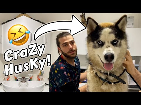 ÇILGIN HUSKY! 🤣 ( Çok Yaramaz ve Eğlenceli ) #TheVet