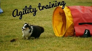 Agility training - Sheltie Airin | 14.10. 2016 by Terka Šubrtová 942 views 7 years ago 3 minutes, 18 seconds