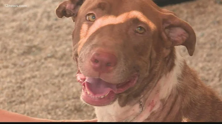 Woman arrested after two dogs were stabbed in Phoe...
