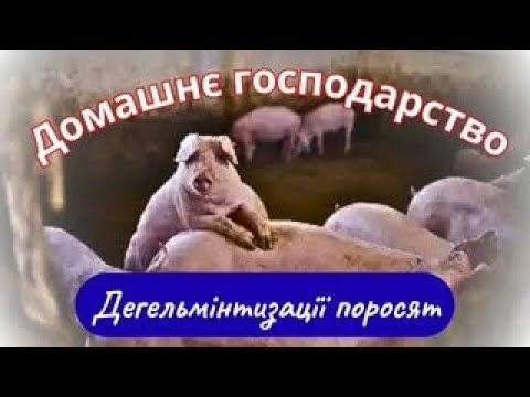 Не повіриш, як я очищаю поросят від глистів! 🐷 Домашня ферма   Маленьке домашнє господарство.