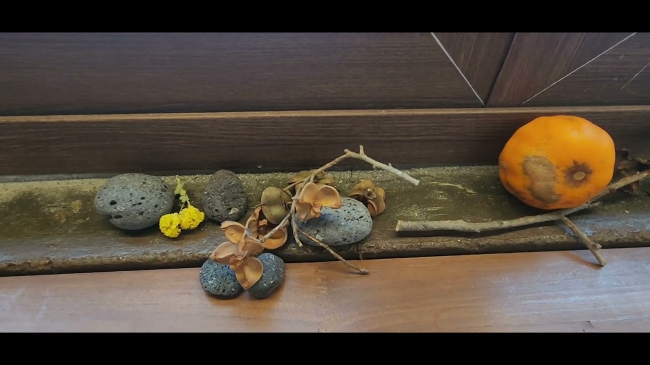 26.3.1.#반디왓 #한경면카페 #북카페 #내츄럴이좋다 #내가좋아하는카페 #루아흐미션콰이어 #특송준비 #예배후티타임 #행복한시간 #건강관리 #술(?)을끊자ㅎㅎ #내체질은소음인수양