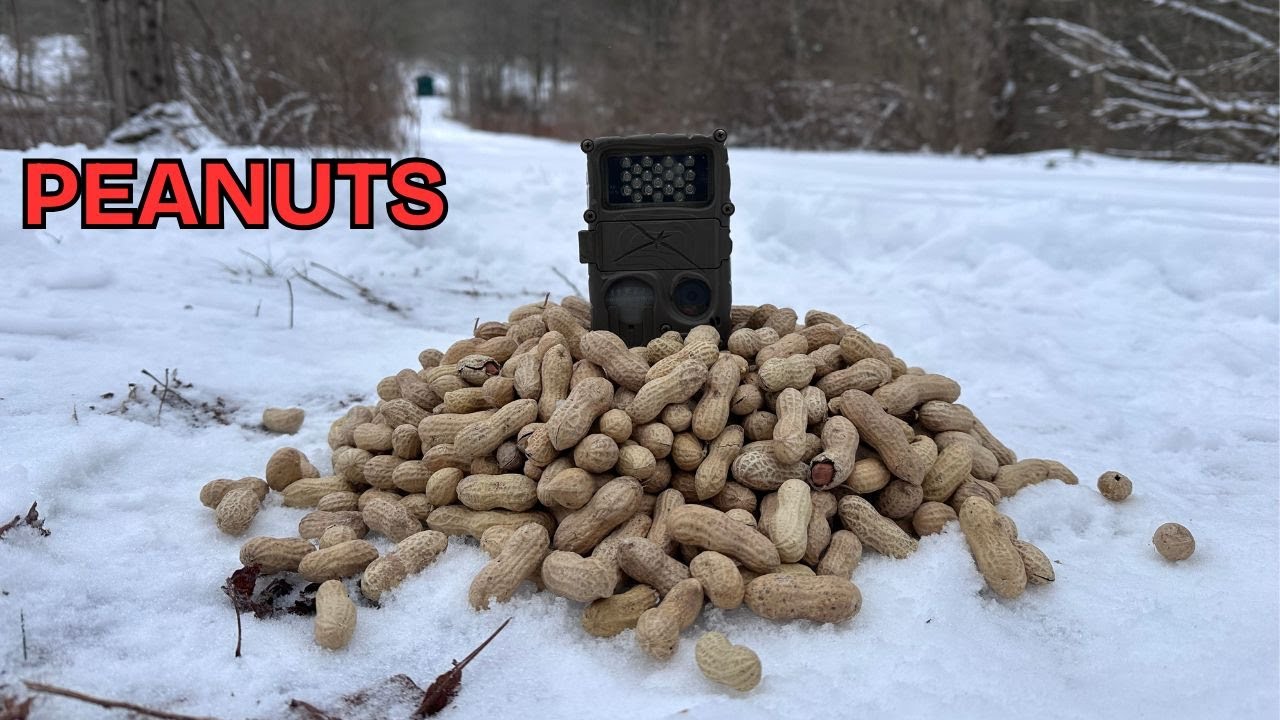 5 POUNDS of PEANUTS STOLEN in the Woods! Trail Camera Captures the Culprit! 🥜