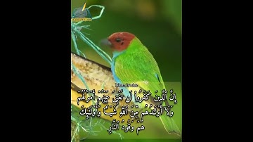 إِنَّ ٱلَّذِینَ كَفَرُوا۟ لَن تُغۡنِیَ عَنۡهُمۡ أَمۡوَ ٰ⁠لُهُمۡ القارئ أحمد جمال