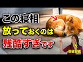 【獣医師が解説】寝相でわかる犬の本当の気持ち15選