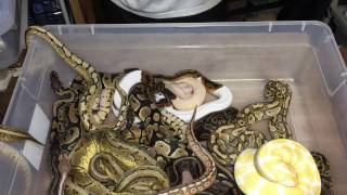 Tub of Balls!!! 2016 Available Hatchlings Profile