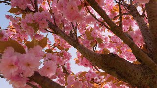 Relaxing Spring Ambience🌸✨April Showers Bring May Flowers for Stress and Anxiety Relief