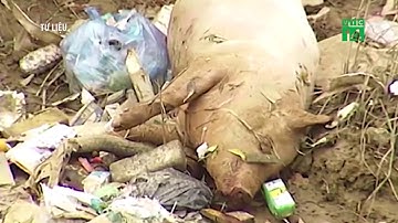Xử lý dứt điểm tình trạng vứt xác lợn ra môi trường | VTC14