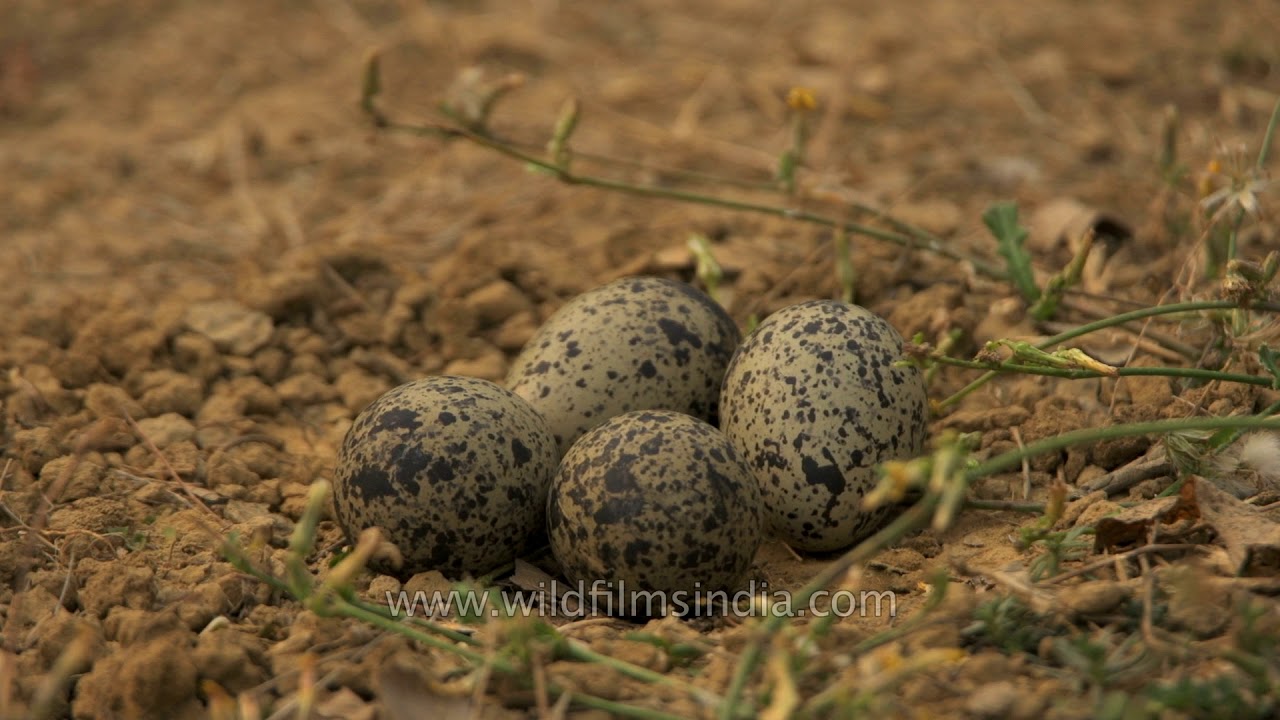 Camouflaged plover eggs laid on the ground - titeeri ke ande!