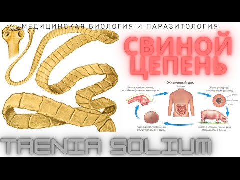 Свиной Цепень (Taenia solium): Морфология, Жизненный Цикл, Симптомы, Диагностика, Профилактика
