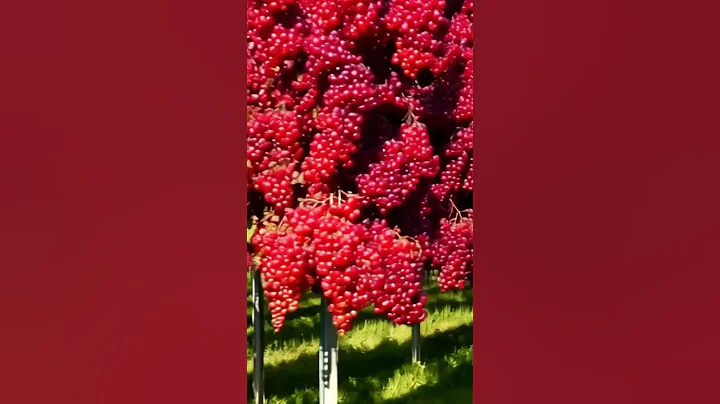 Growing Red Grapes for a Flavorful Harvest! #grapenation #wine #vineyard #fruit #garden #grape