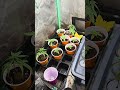 tent updates orange cherry, valley ice f5, vintners moonshine, redneck fems, clones solocups