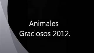 Animales chistoso 2020 animal gracie 2020(suscríbete)