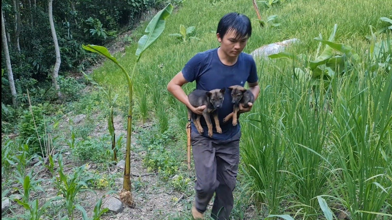 Take care of the blooming rice and two new friends, Survival