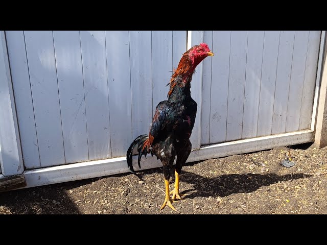 Ular kelib, birga kaltakni sikishdi. Rus porno onlayn tomosha qiling.