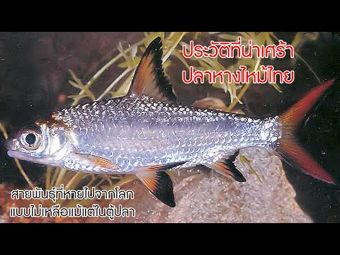 ประวัติที่น่าเศร้าของ 'ปลาหางไหม้ไทย' ที่สูญพันธุ์ไปจากโลกแบบไม่เหลือแม้แต่ในตู้ปลา #ปลาไทย