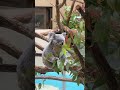 “Bro looks like he pays taxes and still lives in a tree 🐨”#koala #funnyanimals #viral #fyp