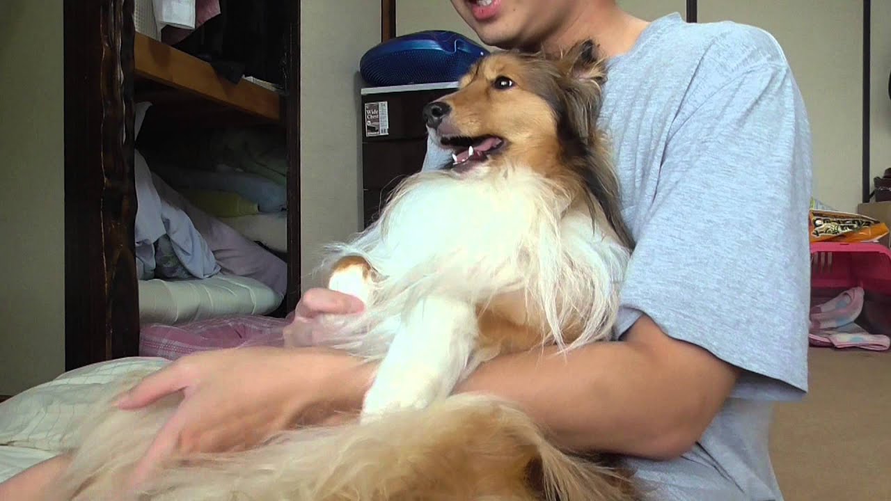 可愛いシェルティ シェルティの良いところ悪いところ Cute Sheltie The Good Thing Bad Thing About Shelties Youtube