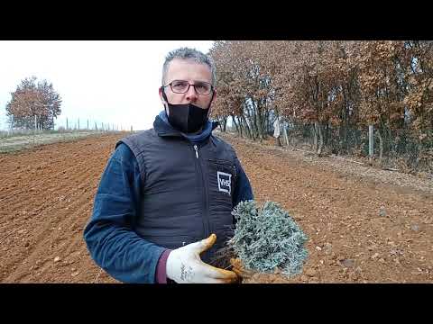 Video: Bir Lavanta Bahçesi Nasıl Oluşturulur: Bir Lavanta Çiçekleri Bahçesi Dikmek