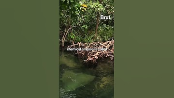 We now have visual evidence of how plants communicate with each other …