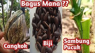 Kelebihan Dan Kelemahan Bibit Cangkok, Biji, dan Sambung Pucuk
