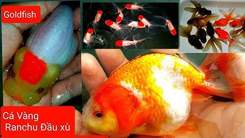 Goldfish Ranchu, Pingpong, Uranda calico, Ngọc Trai Hoa Lan Cá Vàng |DiamondDa