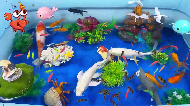 Let's explore what fish and sea creatures there are:sharks,jellyfish#goldfish#animals#viral videos