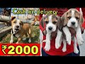 CHEAPEST DOGS MARKET IN DELHI NCR | WHOLESALE & RETAIL | PITBULL, LABRADOR, HUSKY, DOBERMAN, BEAGLE