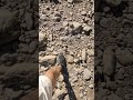 Oakley Urban Explorer Mid; in action
