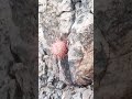 The Rare Mountain Cactus Grows Out of Rock
