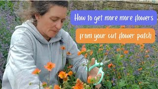 How to get more flowers from your cut flower patch