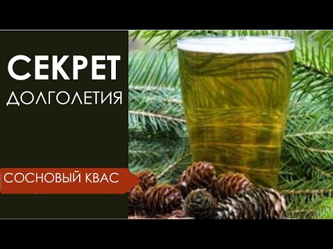 Хвойный квас🌲 - продлевает жизнь в 2 раза! Секрет долголетия🌲 Рецепт кваса. @IrinaLavande