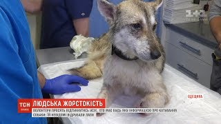 Зоозахисники намагаються покарати катів, які відрубали собаці лапи та кинули помирати Зоозахисники намагаються покарати катів, які відрубали собаці лапи та кинули помирати