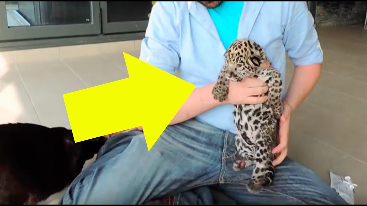 Happy face jaguar twin