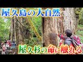 はじめての屋久島ならこのツアー　往復屋久島空港利用でらくらく♪　世界自然遺産を大満喫3日間　後編