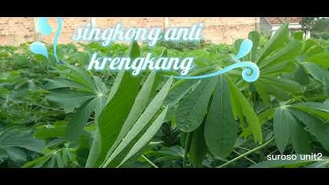 SINGKONG anti krengkang