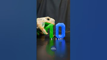 ASMR Mukbang Eating Blue & Green 10 💙💚 Turtle Tortoise