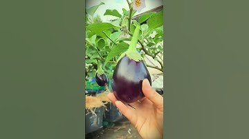 the right sharp scissors for harvesting purple eggplant #shorts