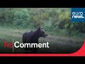 Rare footage captured of brown bear in spanish national park