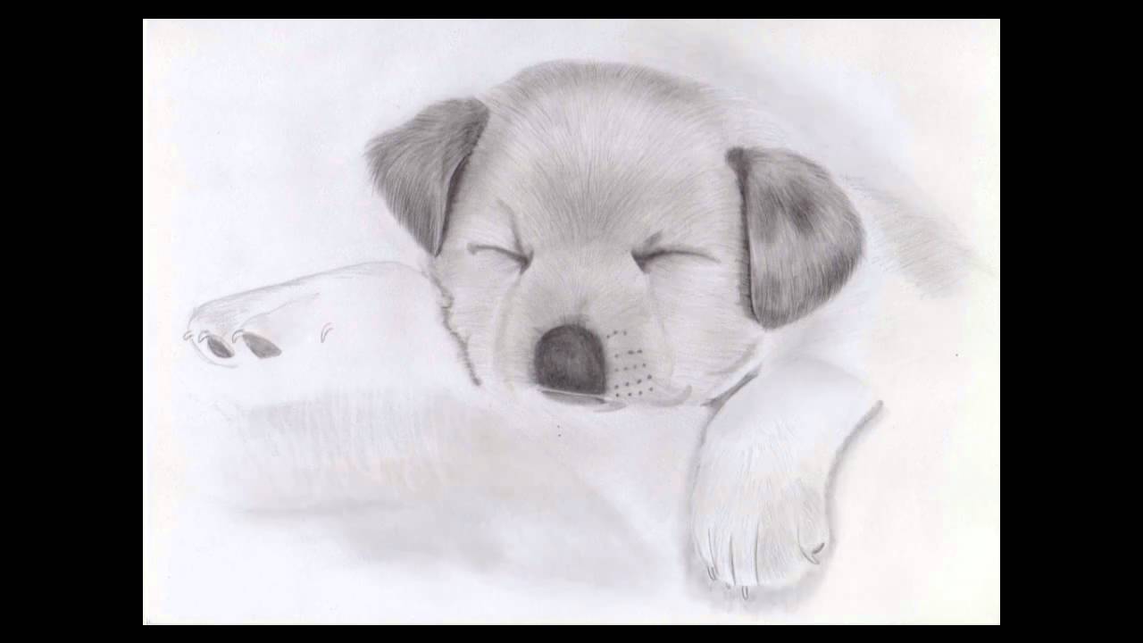 Puppy Dog Speed Drawing Disegno Di Un Cucciolo By Lemik90 Youtube