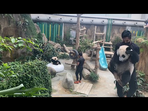 Video: Pet Scoop: Panda Twins Dinamakan 