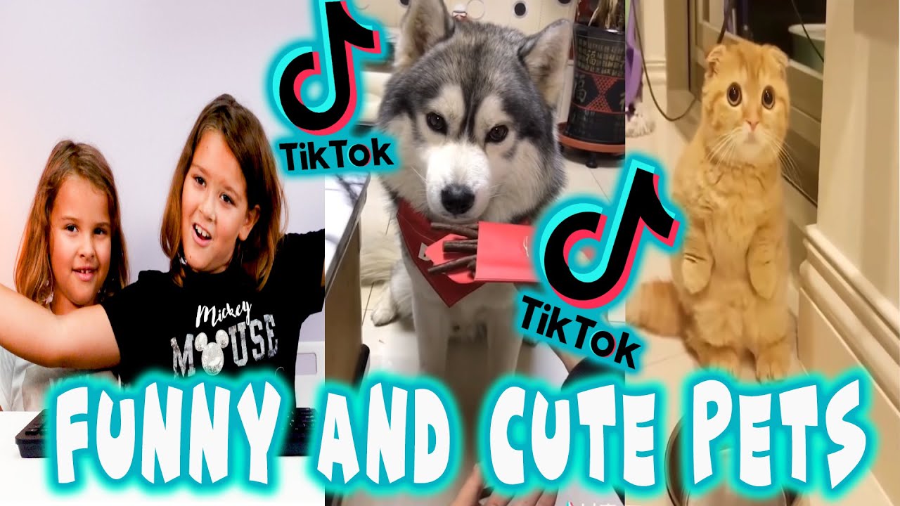 Reacting To Tik Tok Funny and Cute Pets Animal TikTok - YouTube