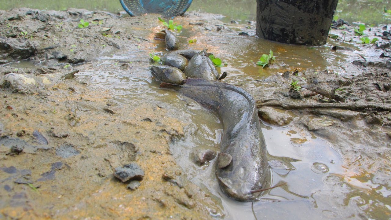 Fish Coming While Raining Unbelievable Catching Fish After Rain | A lot of Fish Coming With ...
