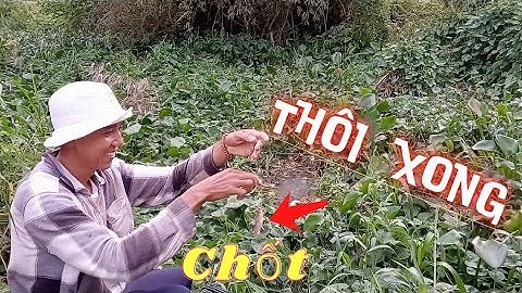 Câu Cá Rô,Trê,Tra, Chốt Mương Lục Bình Đụng Bầy Cá Chốt Làm Lúc 6 Em Liên Tục Đuối