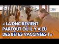 Révélations explosives sur la vaccination des vaches contre la DNC !