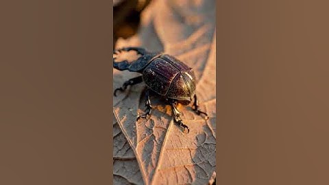 Iridescent Weevil